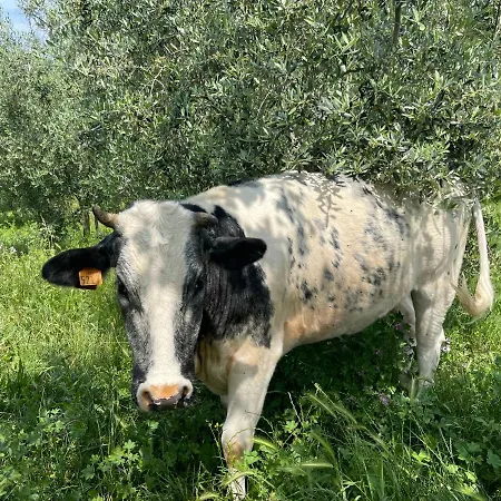 Monteroseo Bedizzole