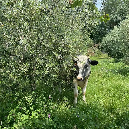 Monteroseo