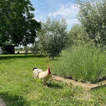Monteroseo * Bedizzole