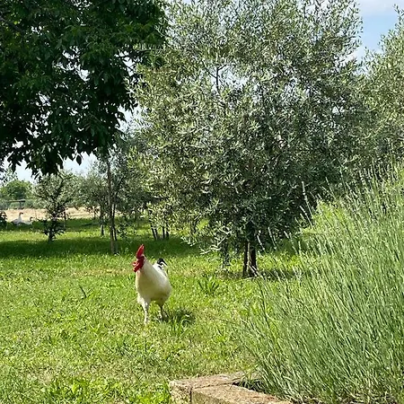 Monteroseo