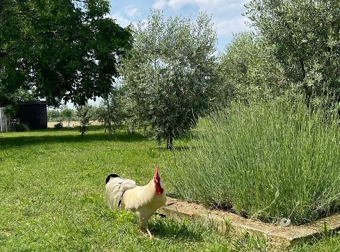 Monteroseo * Bedizzole